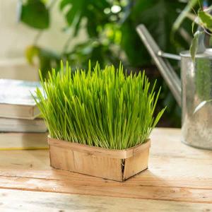 Herbe à Chat (Orge) - BIO - Grand Modèle 